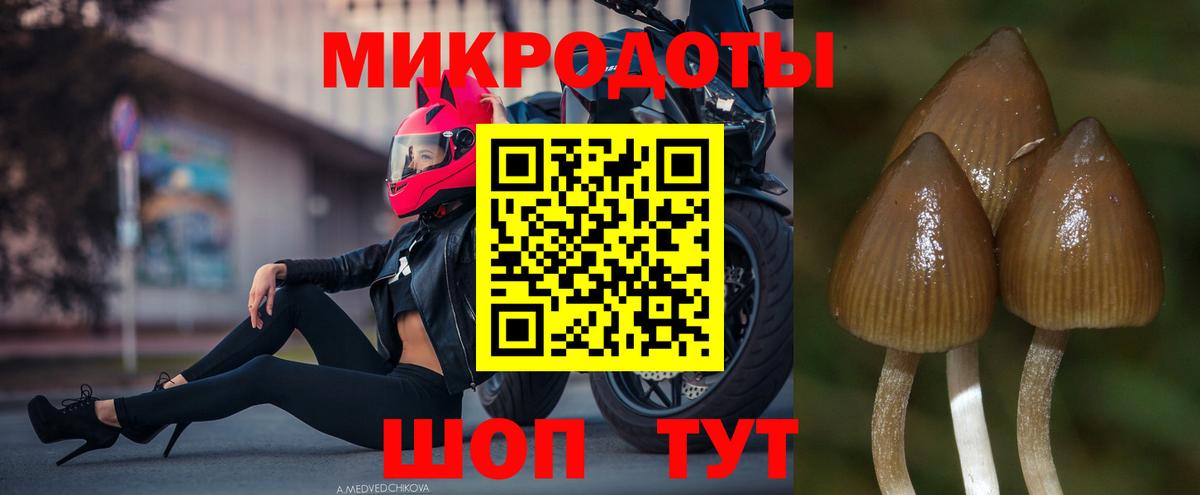 Гагарин  Псилоцибиновые грибы прущие грибы  Вход с VPN 